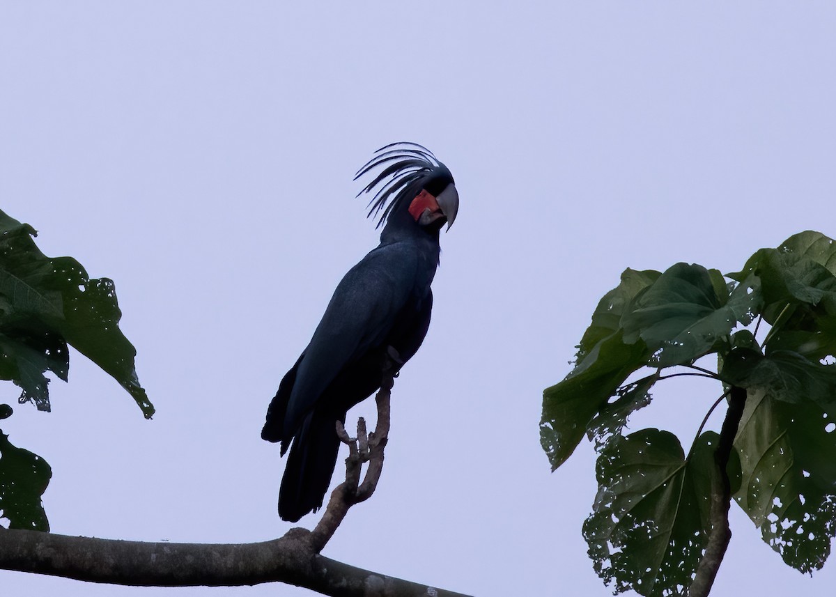 Palm Cockatoo - ML646387832