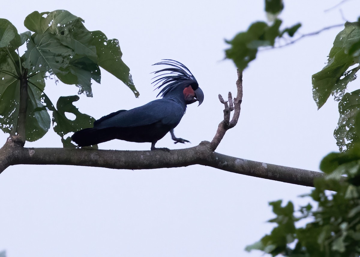 Palm Cockatoo - ML646387833