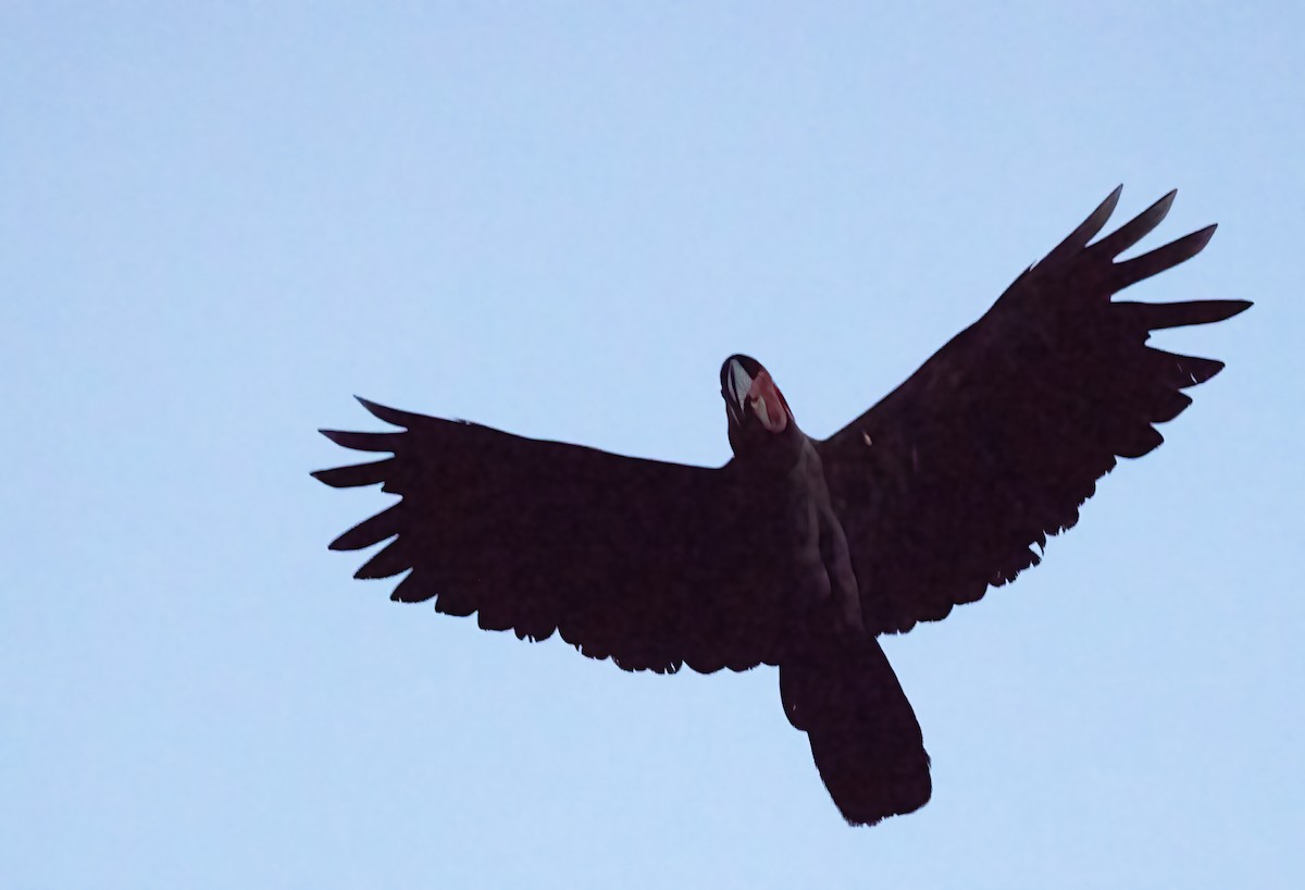 Palm Cockatoo - ML646387835