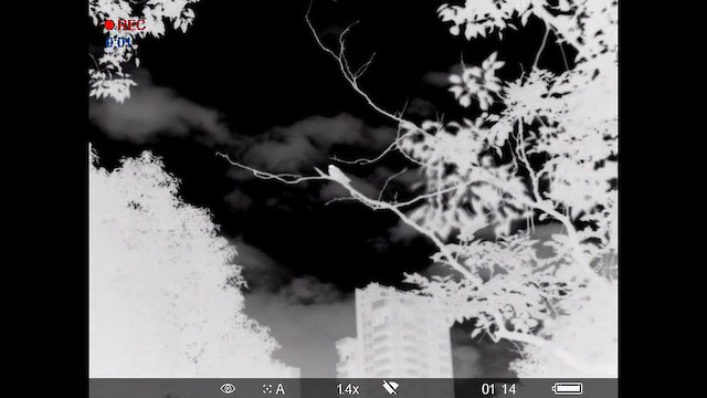 Gray Nightjar - ML646387836