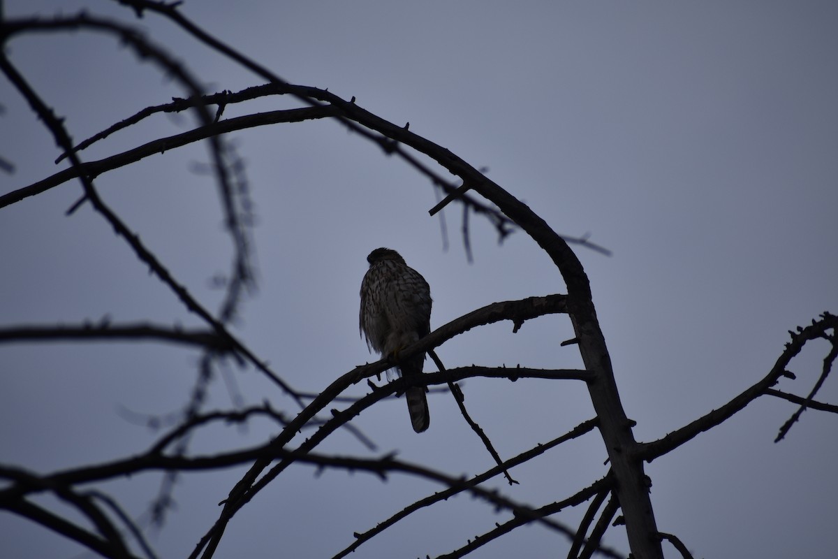 Cooper Atmacası - ML646387838