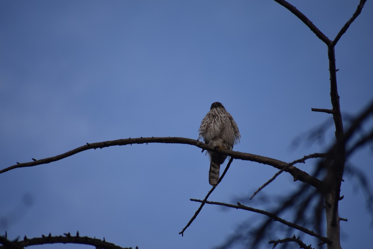 Cooper Atmacası - ML646387839