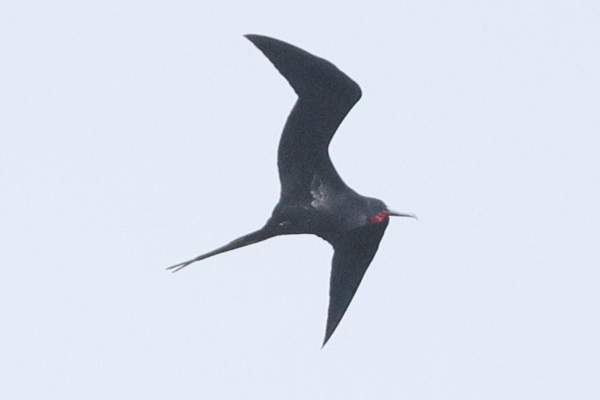 Büyük Fregatkuşu - ML646387841