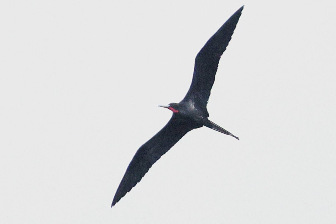 Great Frigatebird - ML646387842