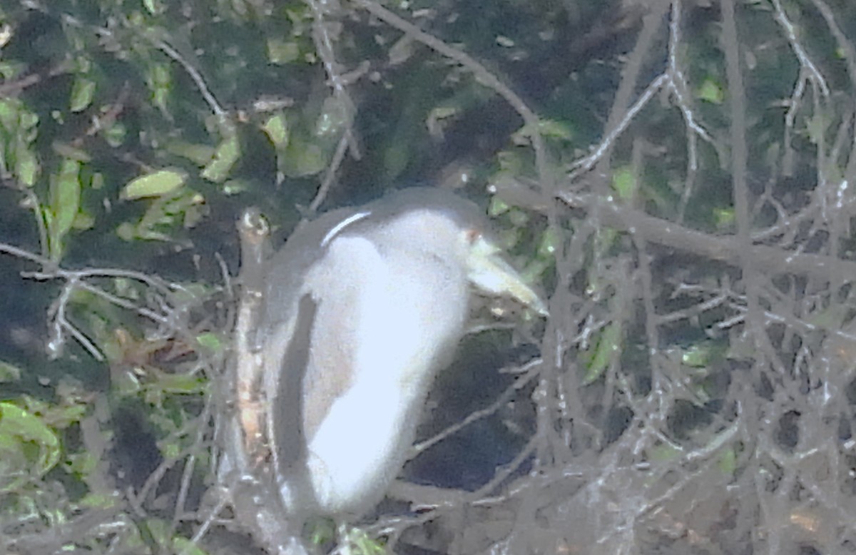 Gece Balıkçılı - ML646387844