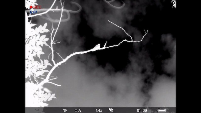 Gri Çobanaldatan - ML646387845