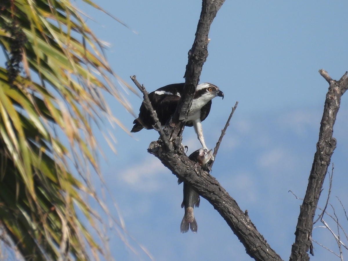 Balık Kartalı - ML646387846