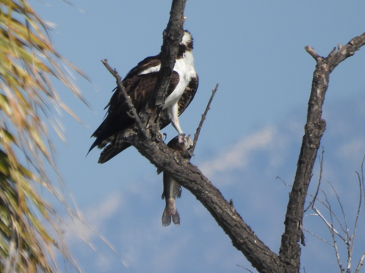 Balık Kartalı - ML646387847