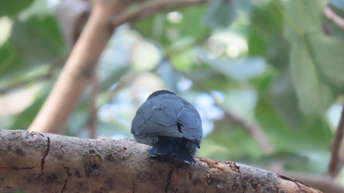 Kül Rengi Drongo - ML646387848