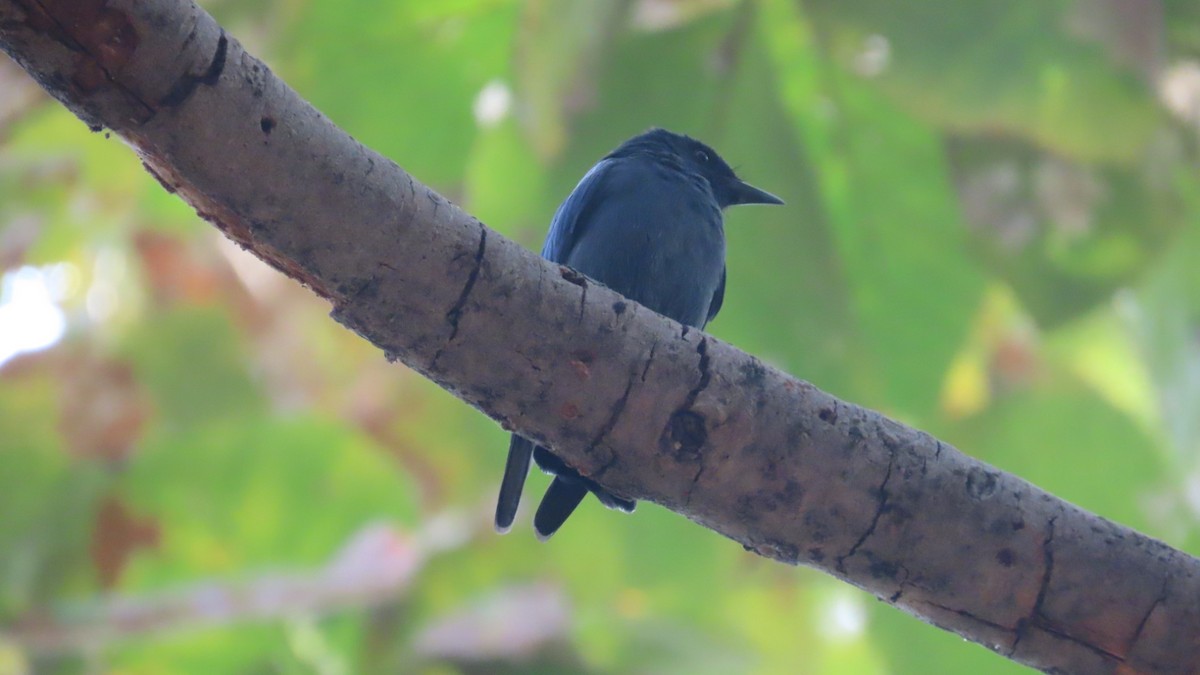 Kül Rengi Drongo - ML646387849