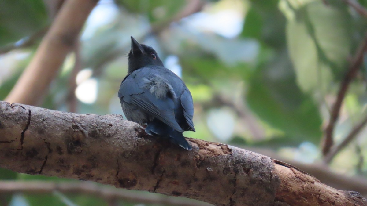 Kül Rengi Drongo - ML646387850
