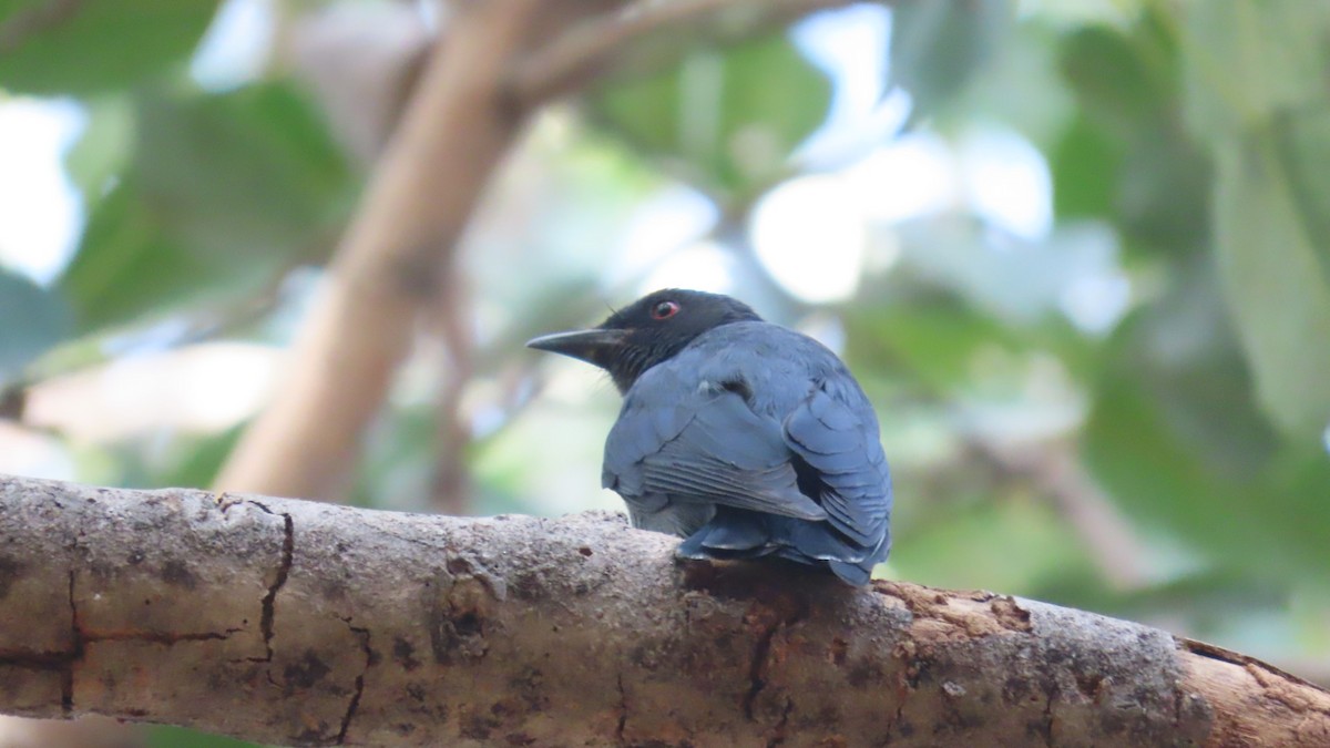 Kül Rengi Drongo - ML646387851
