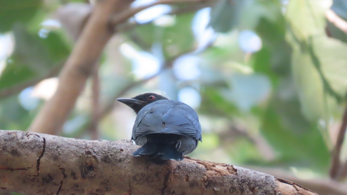 Kül Rengi Drongo - ML646387852