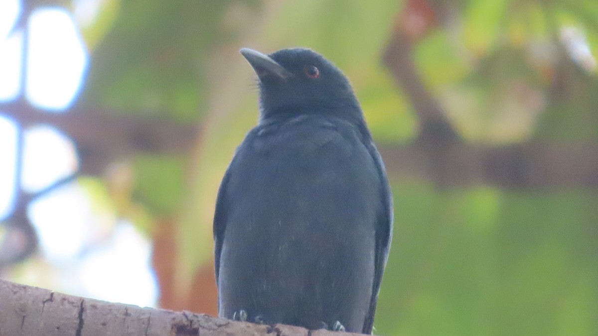 Kül Rengi Drongo - ML646387854