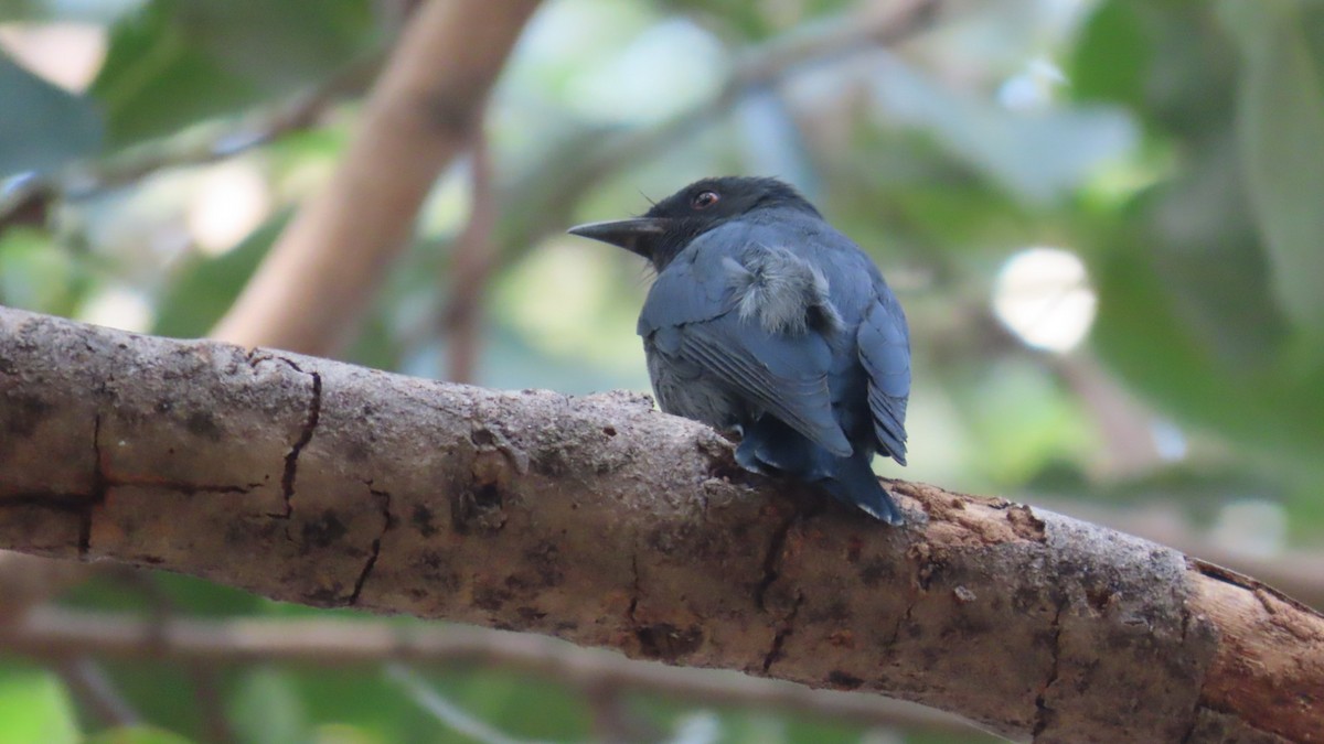 Kül Rengi Drongo - ML646387855