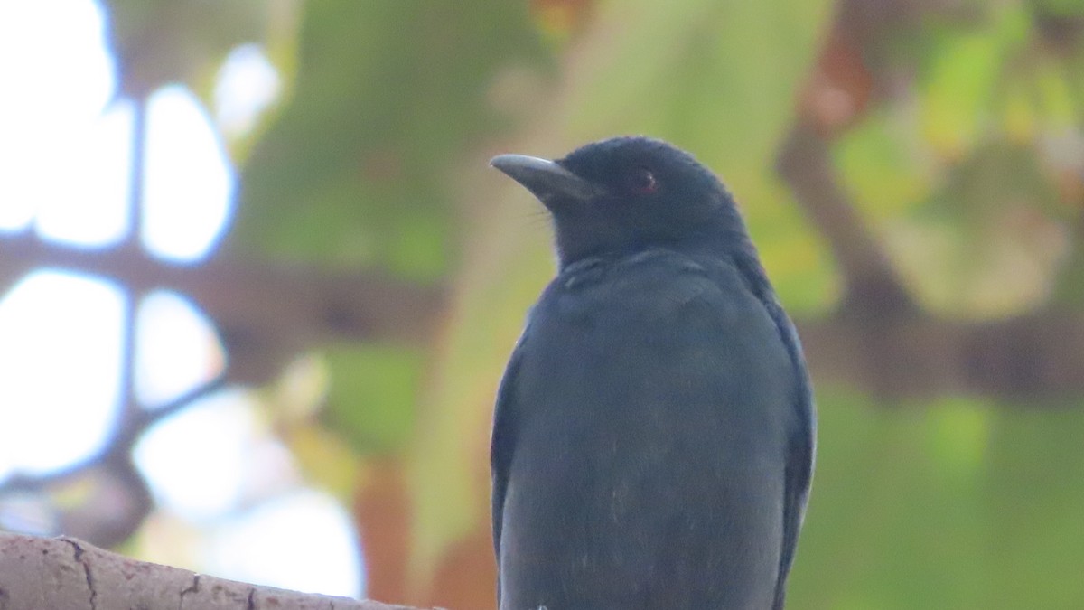 Kül Rengi Drongo - ML646387856