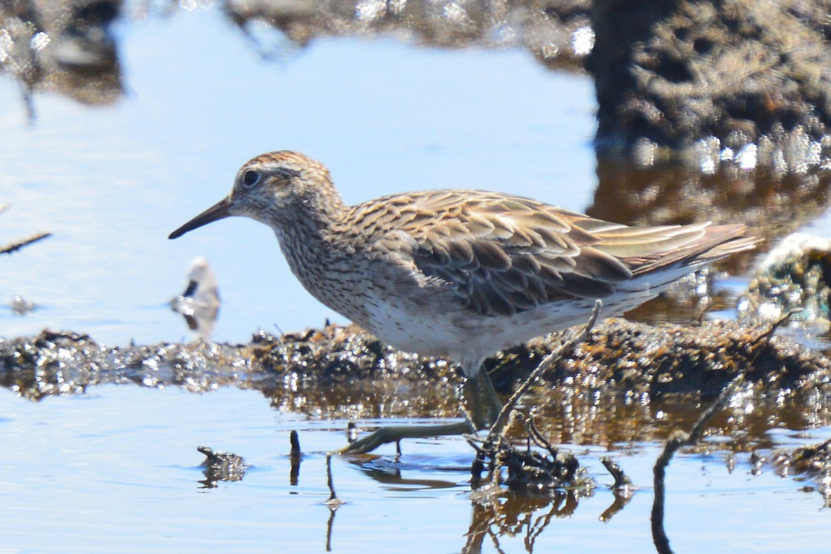 Kıl Kuyruklu Kumkuşu - ML646387857