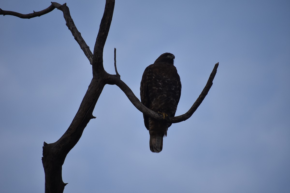 Kızıl Kuyruklu Şahin - ML646387858