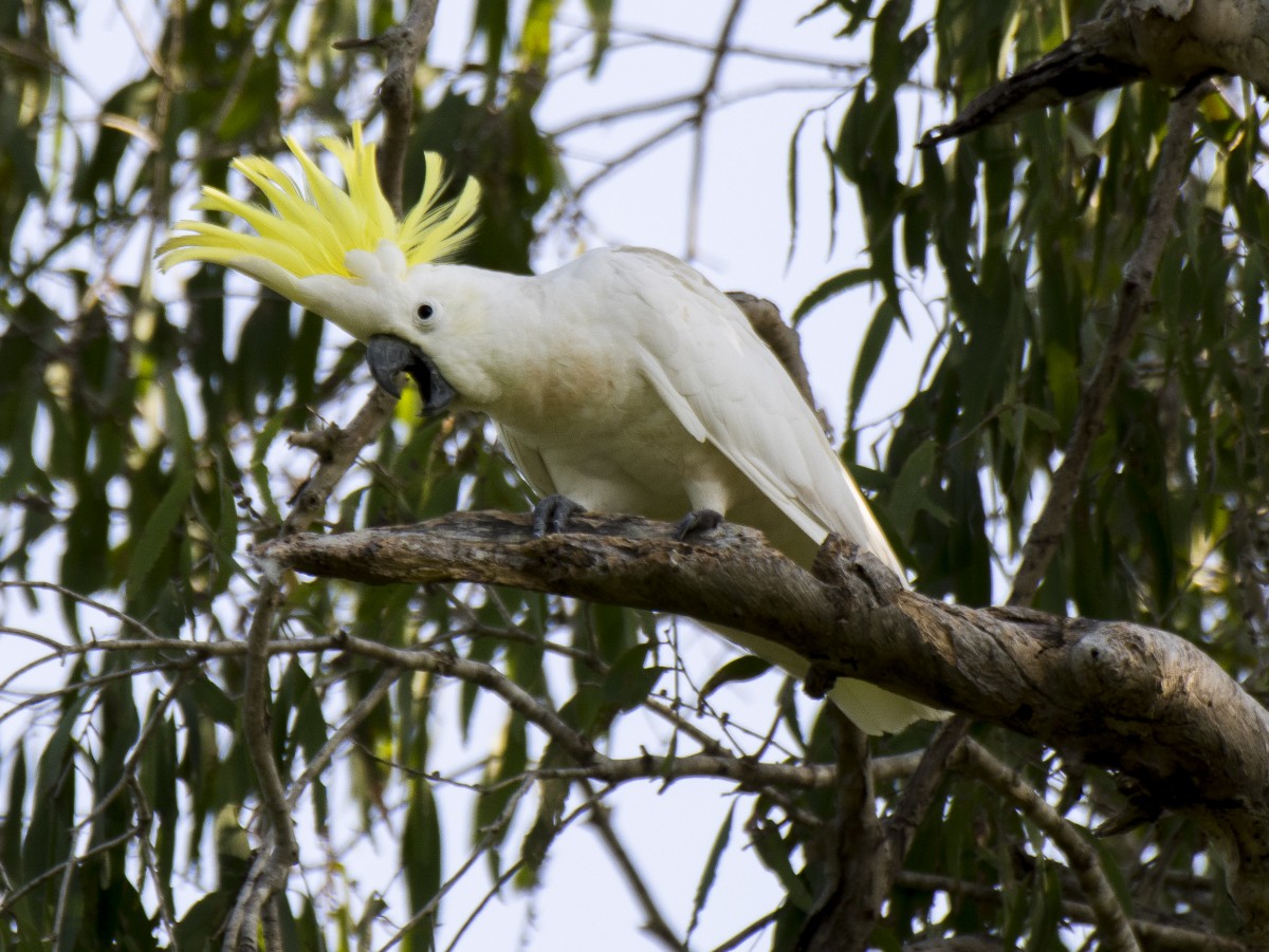 Büyük Sülfür Kakadusu - ML646387859