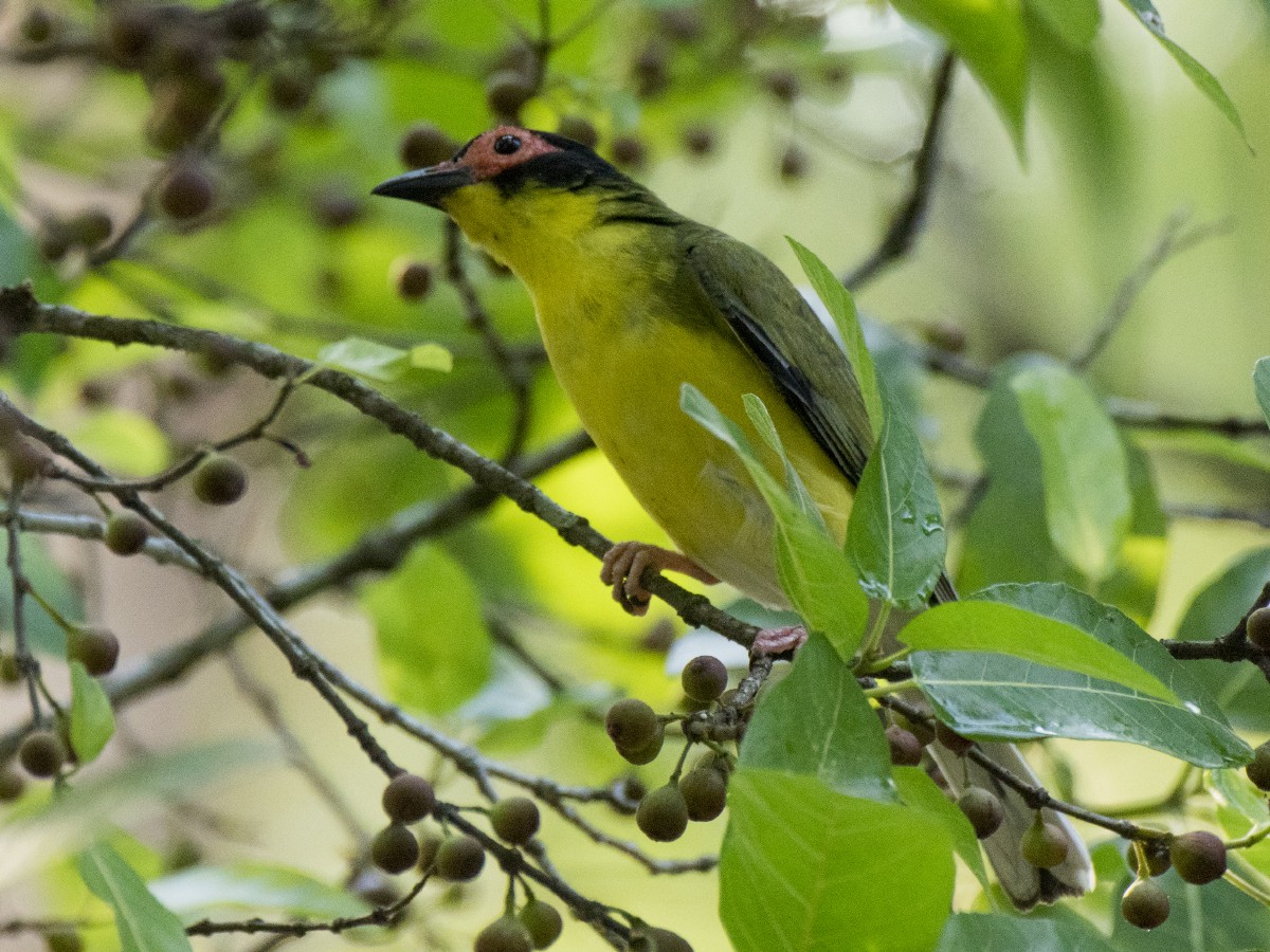 Viellot İnciryiyeni - ML646387867