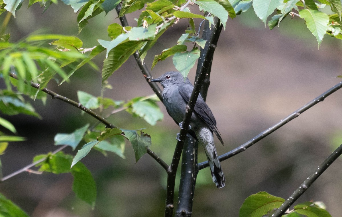 Gri Guguk - ML646387869