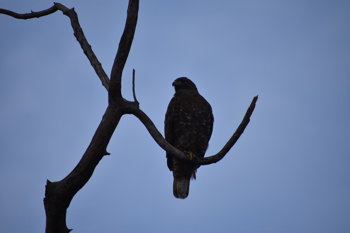 Kızıl Kuyruklu Şahin - ML646387870