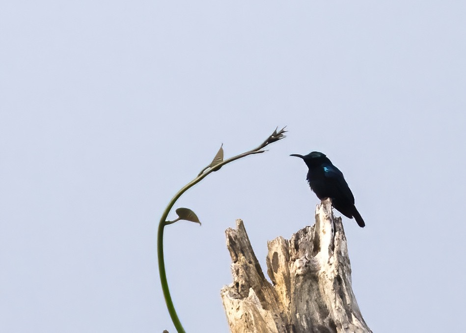 Kara Nektarkuşu - ML646387871