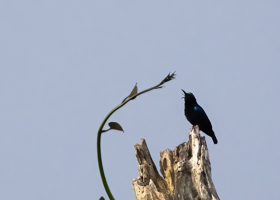 Kara Nektarkuşu - ML646387872