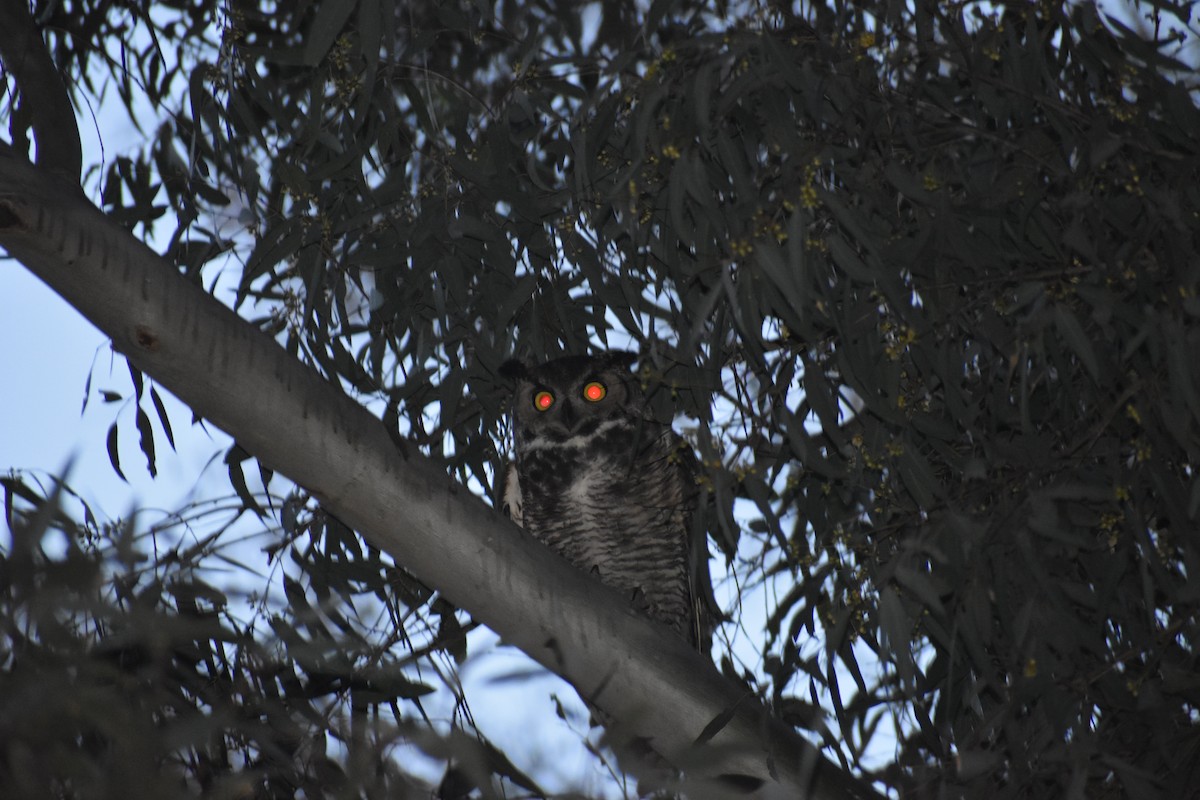 Amerika Puhusu - ML646387873