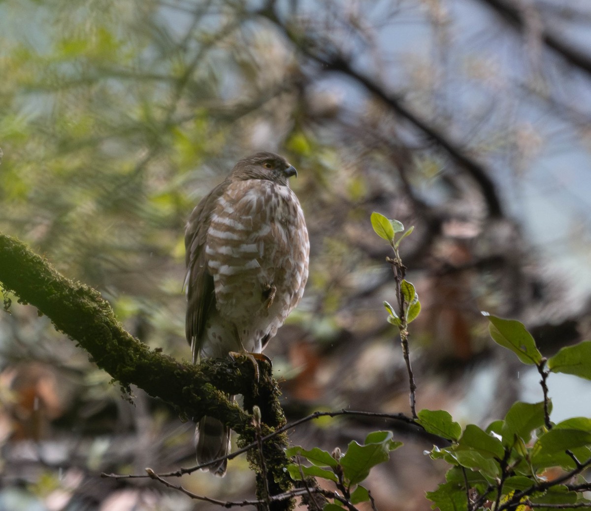 Besra Atmacası - ML646387874