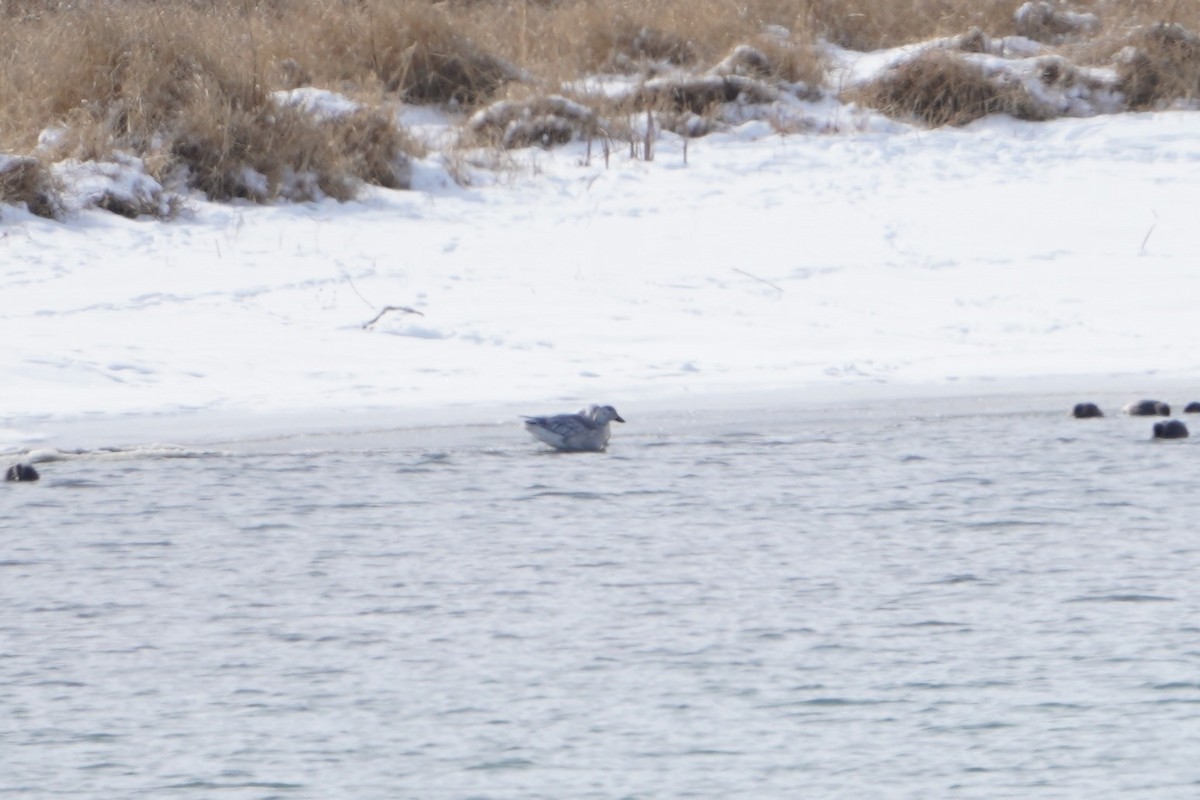 Kar Kazı - ML646387876