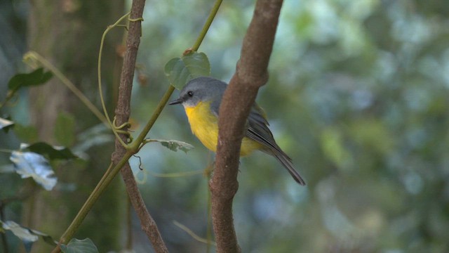 Eastern Yellow Robin - ML646387878