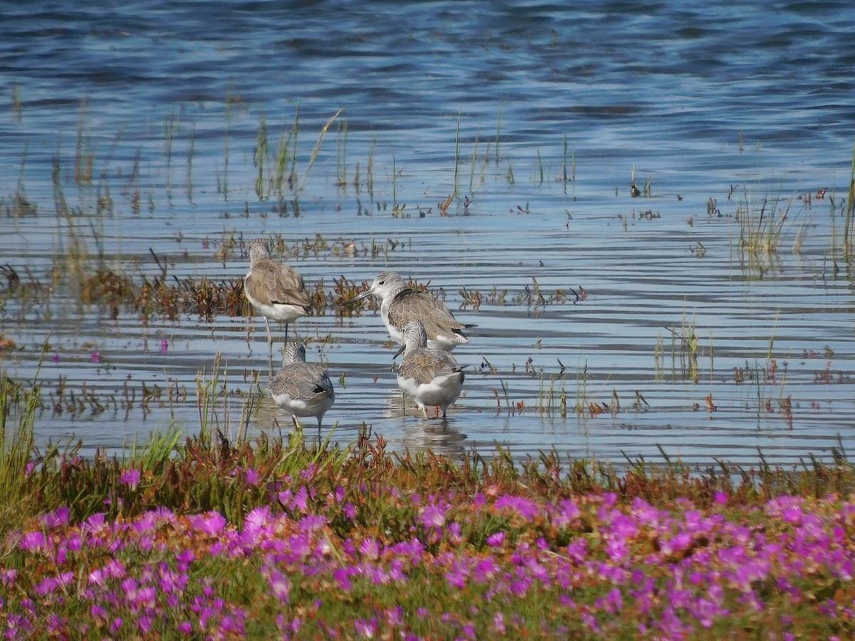 Common Greenshank - ML646387879