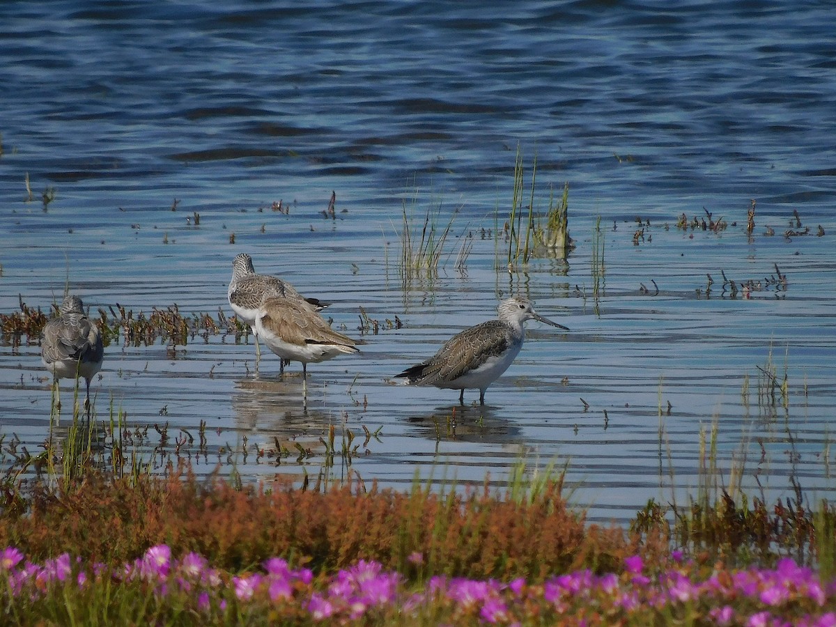 Common Greenshank - ML646387880