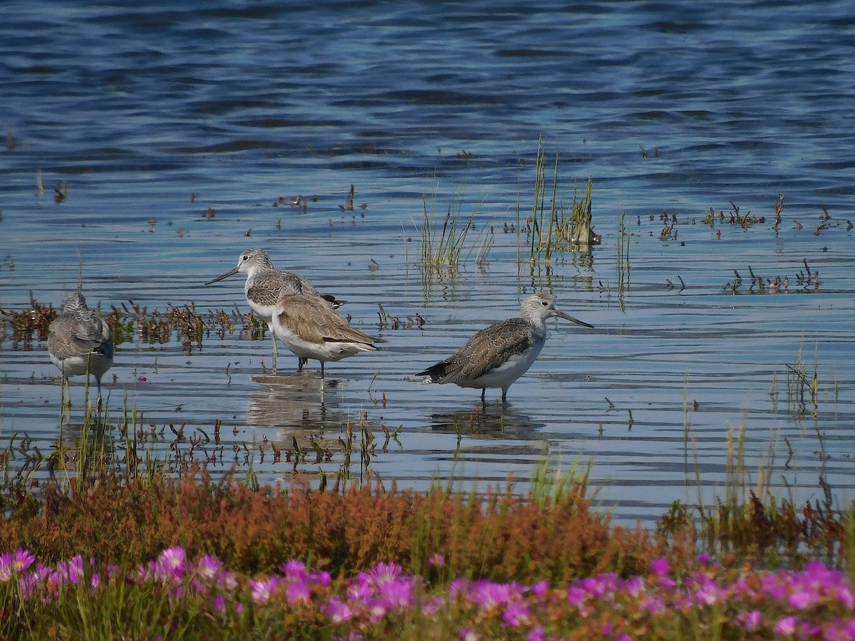 Common Greenshank - ML646387881