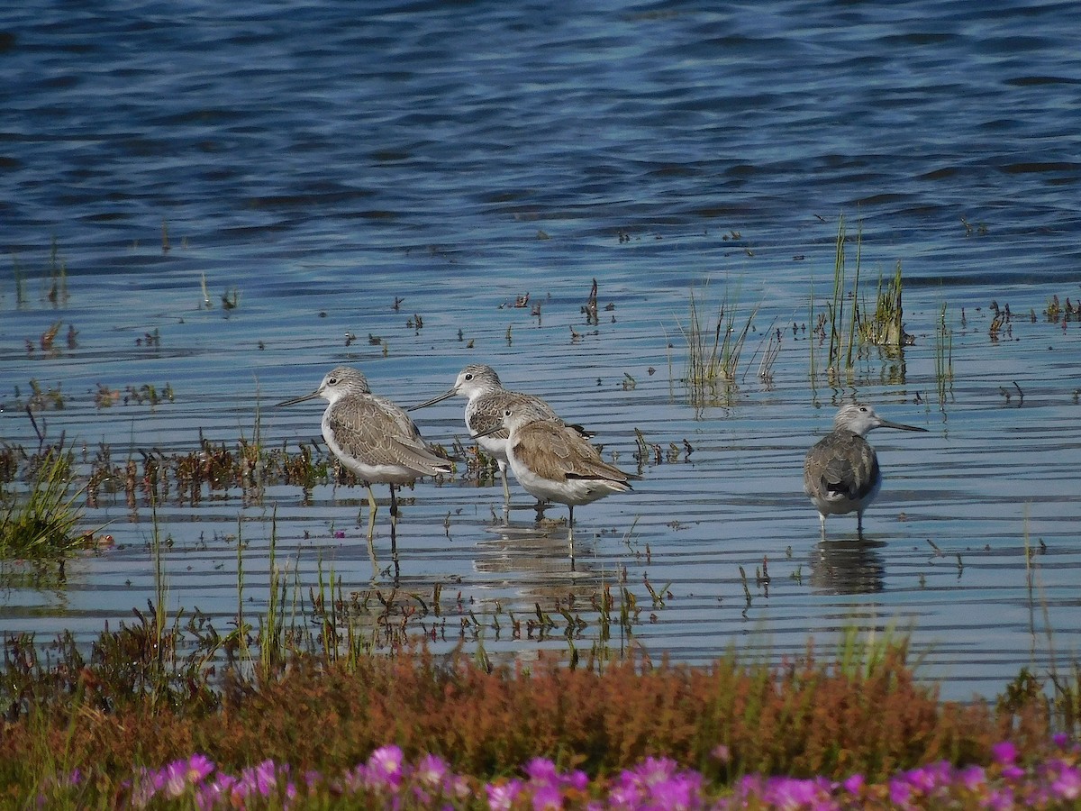 Common Greenshank - ML646387885