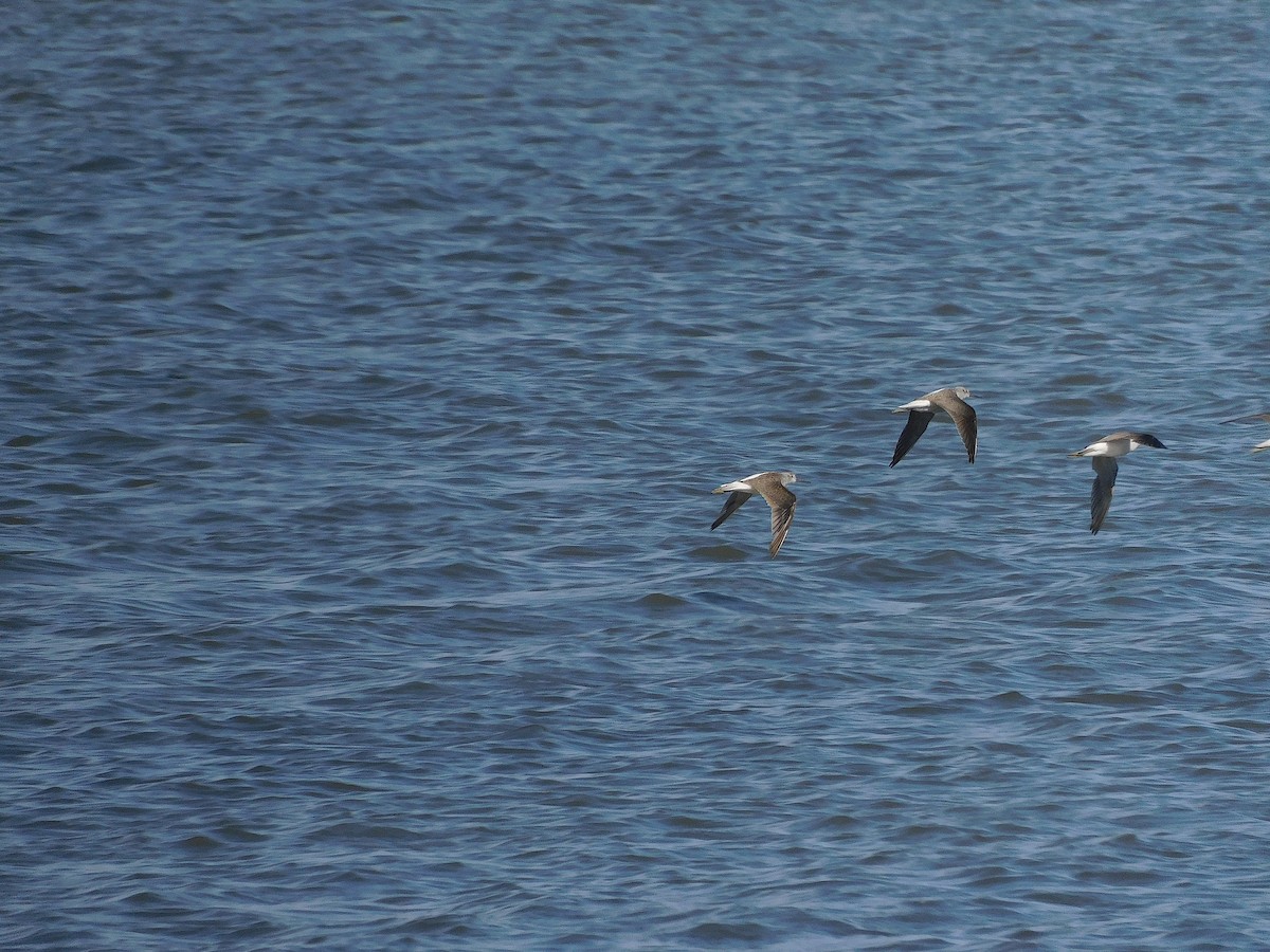 Common Greenshank - ML646387886