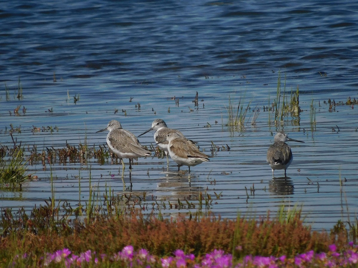 Common Greenshank - ML646387887