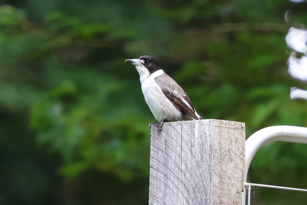 Gray Butcherbird - ML646387890