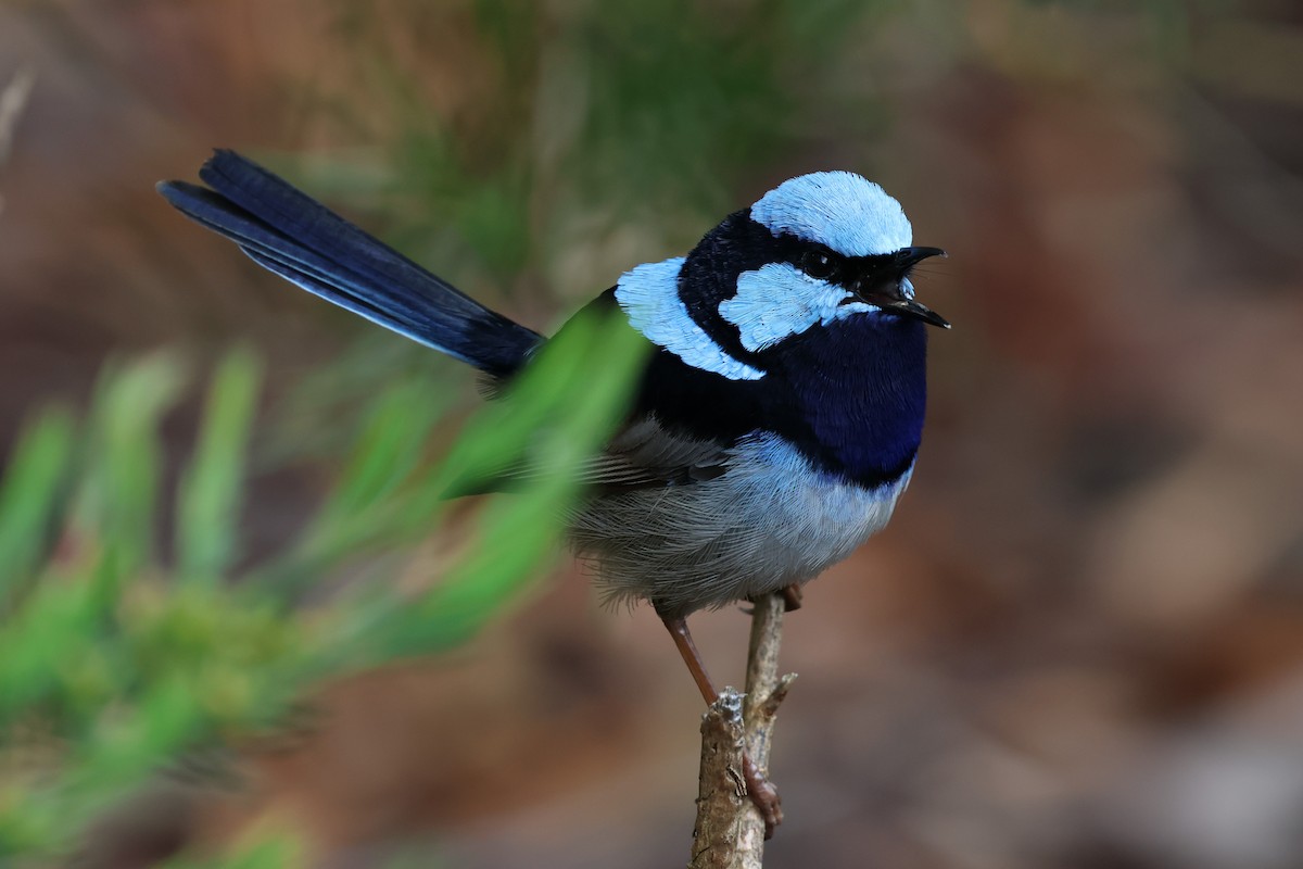 Superb Fairywren - ML646387892