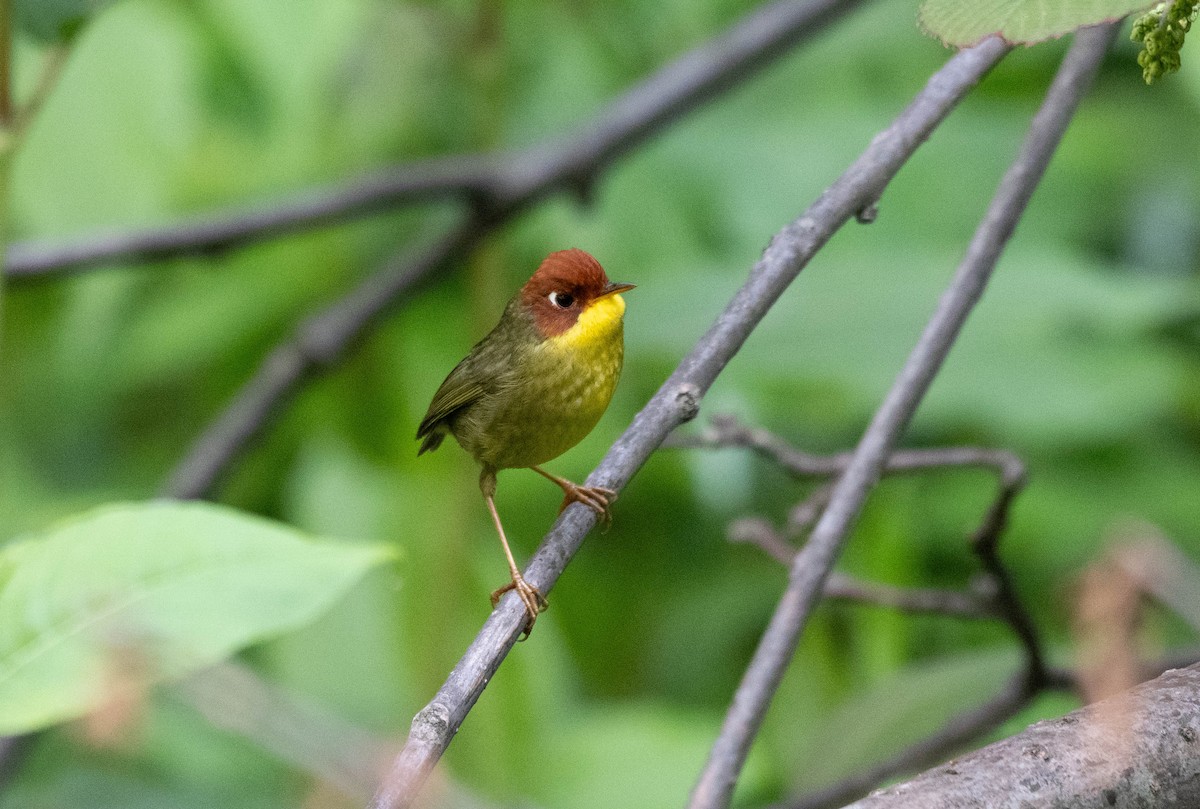 Chestnut-headed Tesia - ML646387893