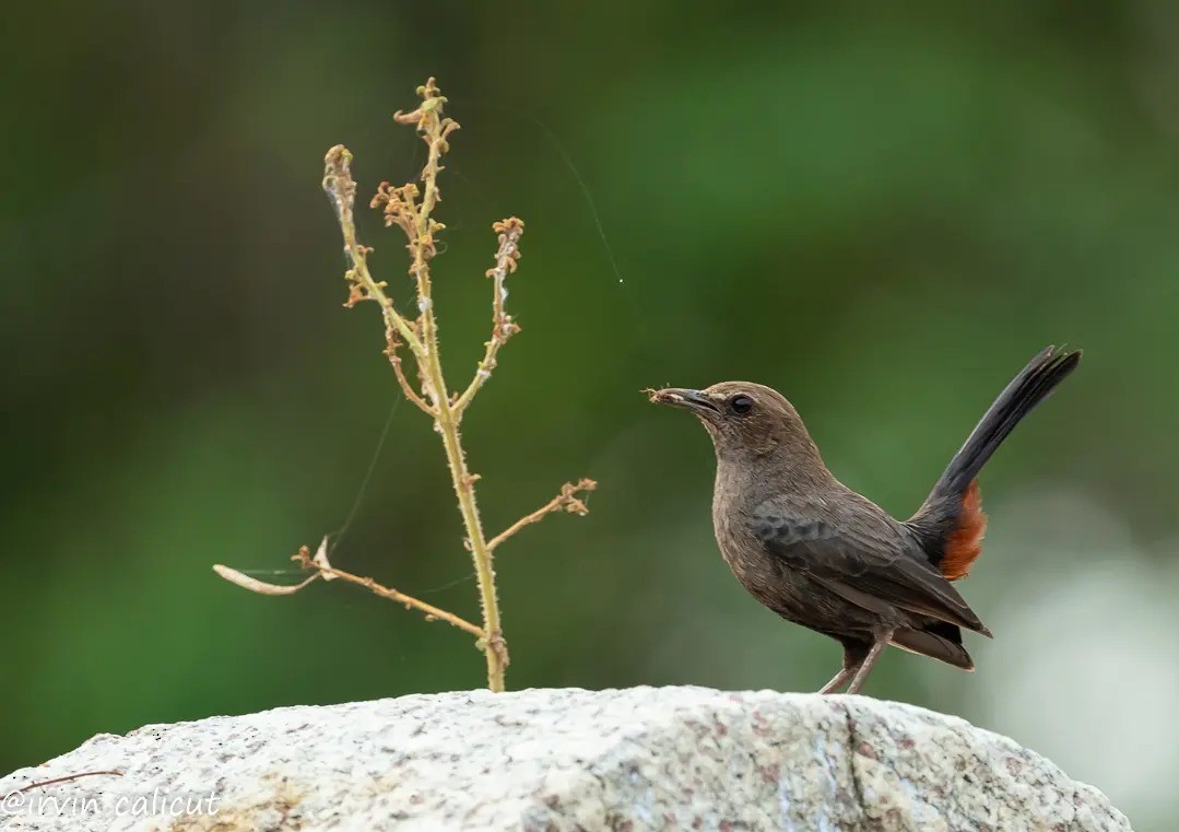 Indian Robin - ML646387894