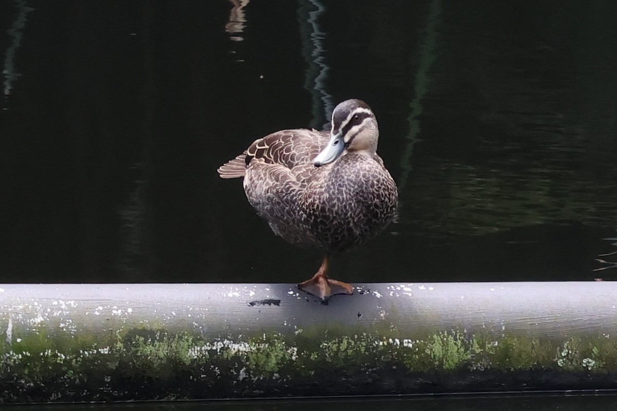 Pacific Black Duck - ML646387896