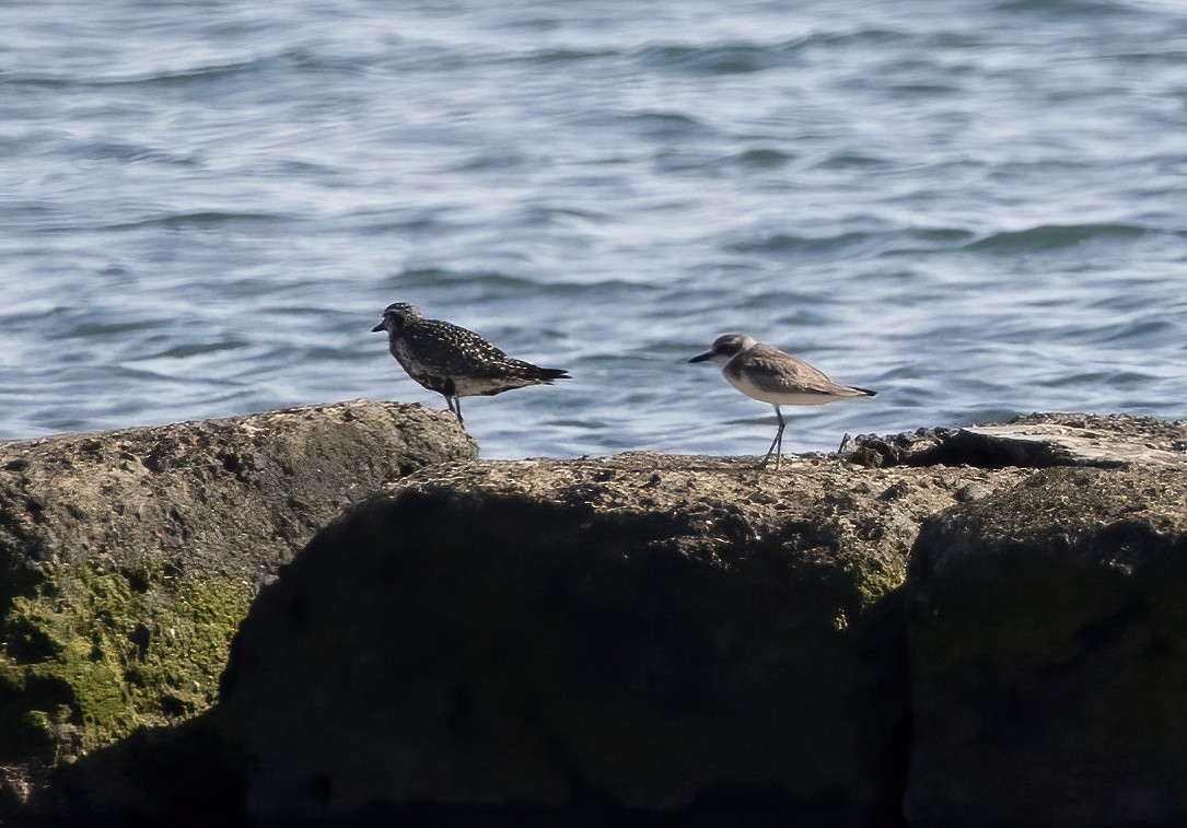 Büyük Cılıbıt - ML646387897