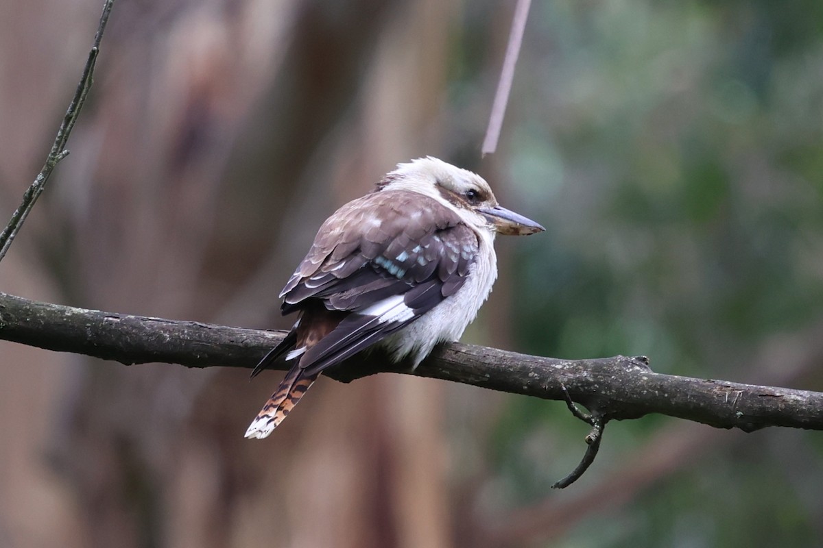 Laughing Kookaburra - ML646387902