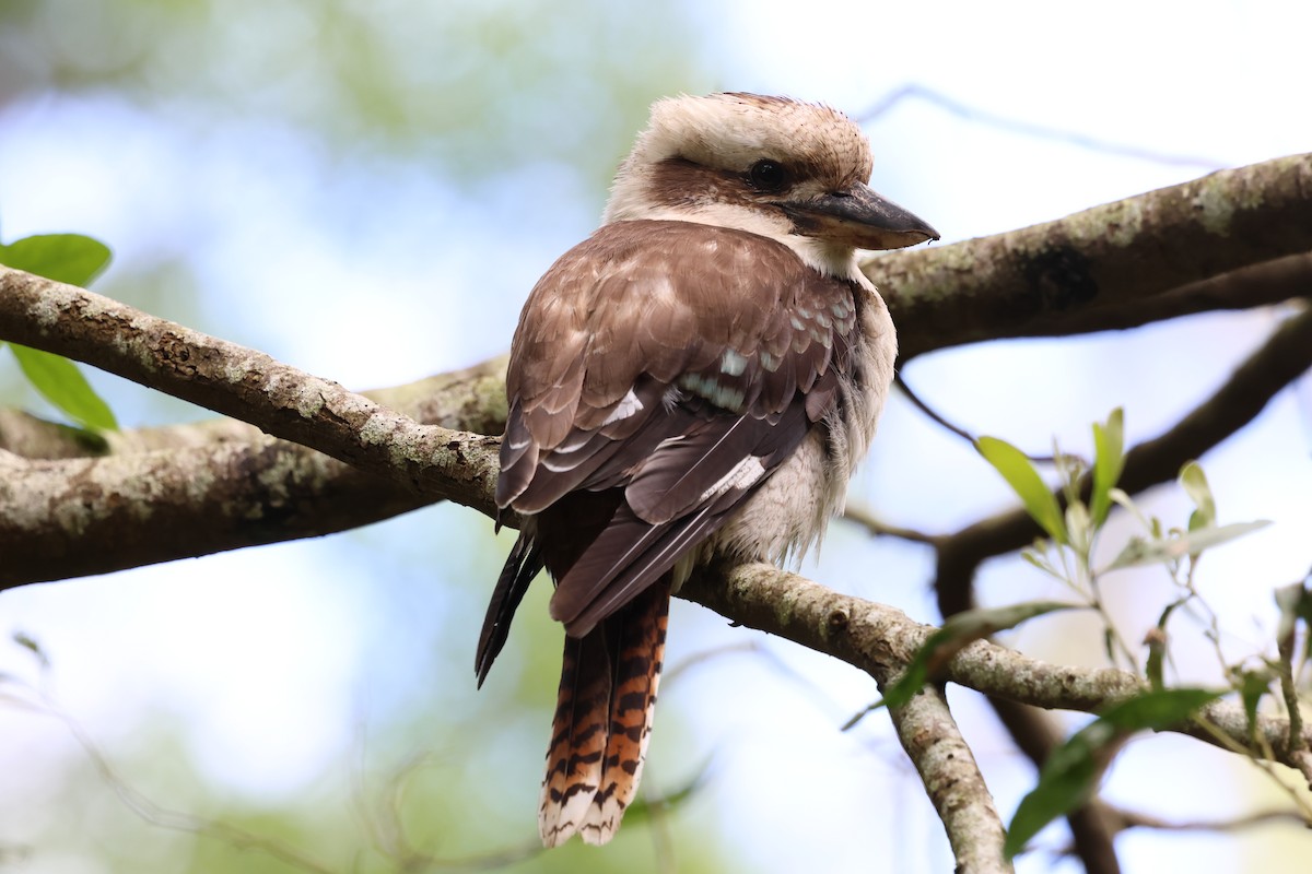 Laughing Kookaburra - ML646387903