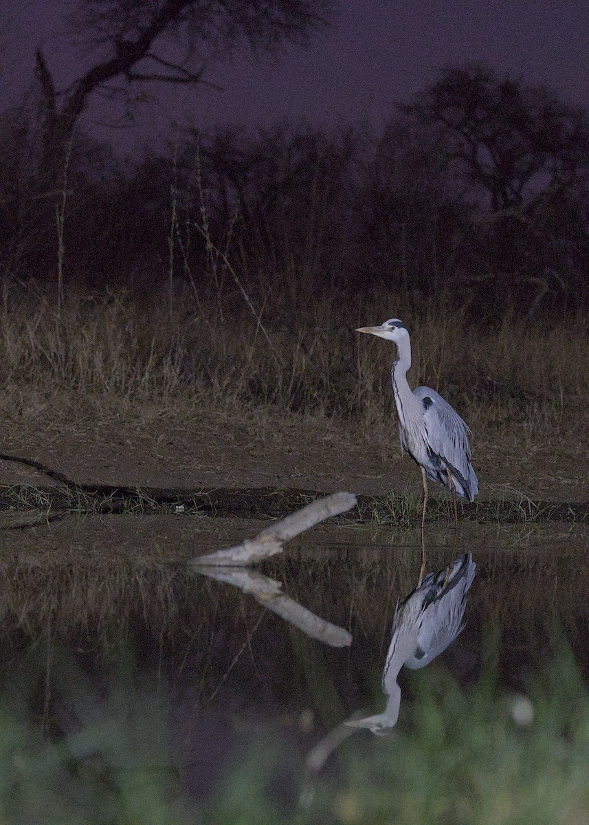 蒼鷺 - ML646387904