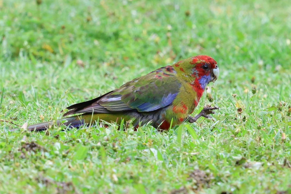 Crimson Rosella - ML646387905