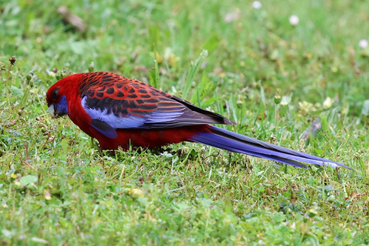 Crimson Rosella - ML646387906