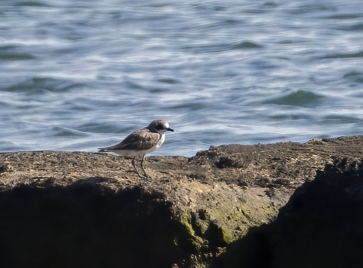 Siberian Sand-Plover - ML646387909